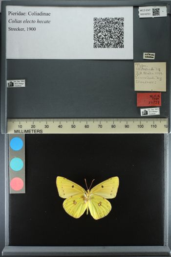 Media type: image;   Entomology 16751
